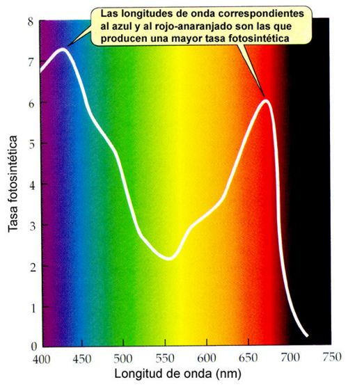 Espectro luminoso óptimo de la iluminación de acuario para una mejor fotosíntesis
