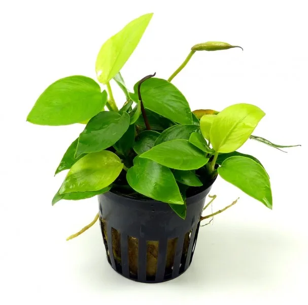como-montar-un-acuario-plantado-anubias Anubias para acuario plantado