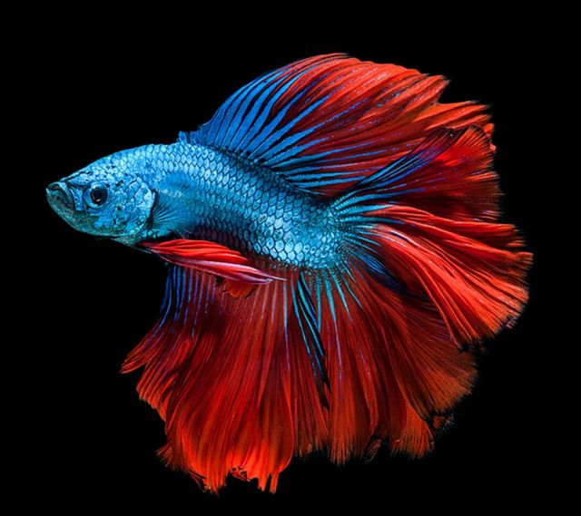 Pez betta de color azul y rojo. Peces de acuario más populares.