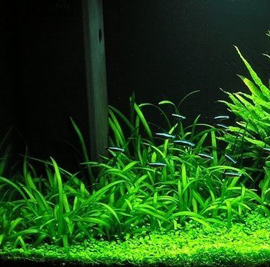 Sagittaria platyphylla: plantas para acuario de agua fria