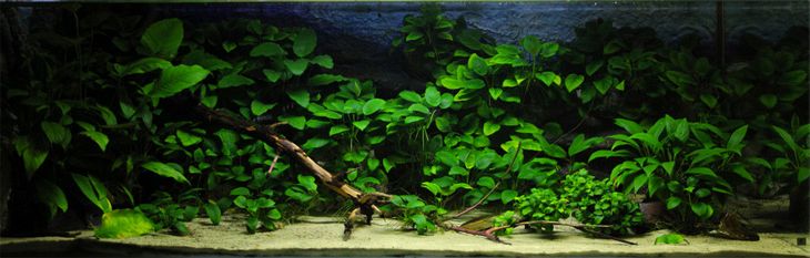 Acuario plantado con anubias barteri var. barteri: plantas de acuario para principiantes