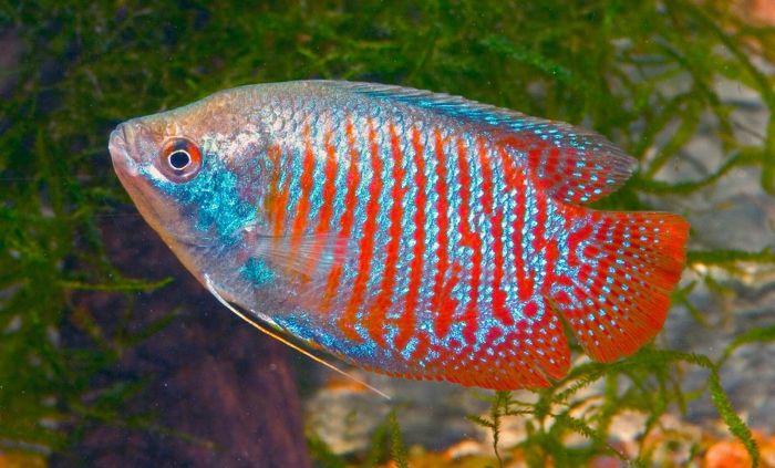 Pez gurami enano, uno de los peces de agua dulce más mantenidos en acuario