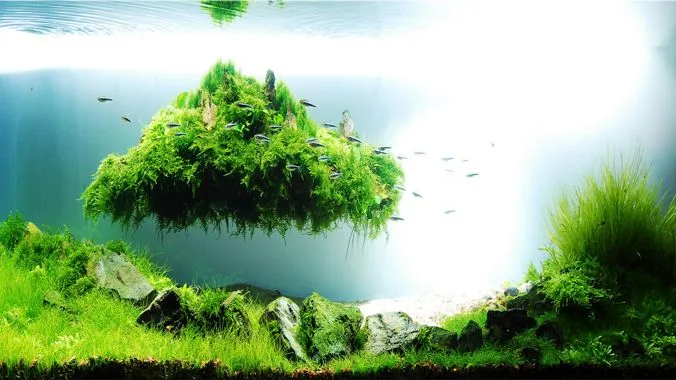 Acuario plantado iwagumi. Acuarema.