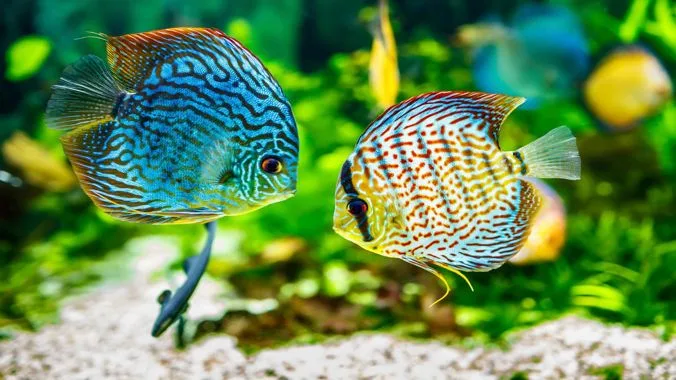 Peces disco de acuario plantado. Acuarema.