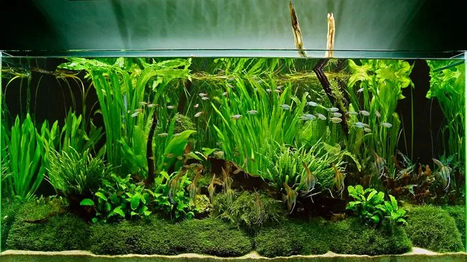 Plantas de acuario plantado. Acuarema.