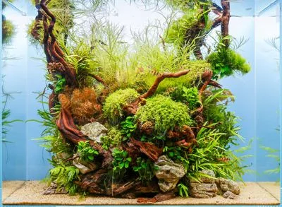 Como decorar un acuario plantado tipo isla con trucos de aquascape y decoracion de acuarios tropicales.