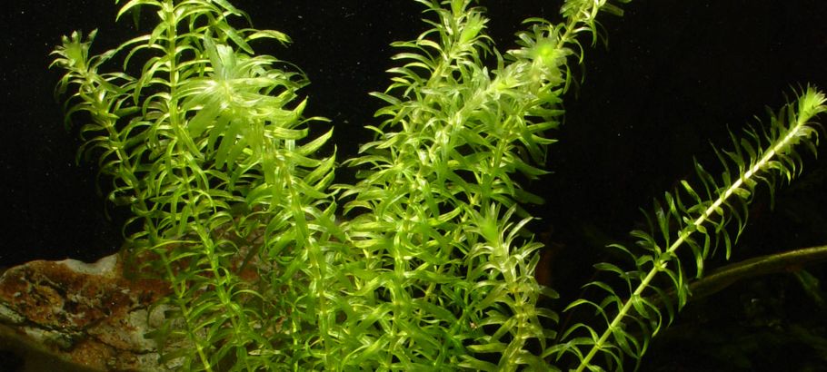 Egeria densa o Elodea densa: plantas de acuario para principiantes