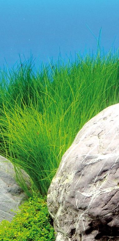 Plantas tapizantes para acuario fáciles: la especie eleocharis acicularis