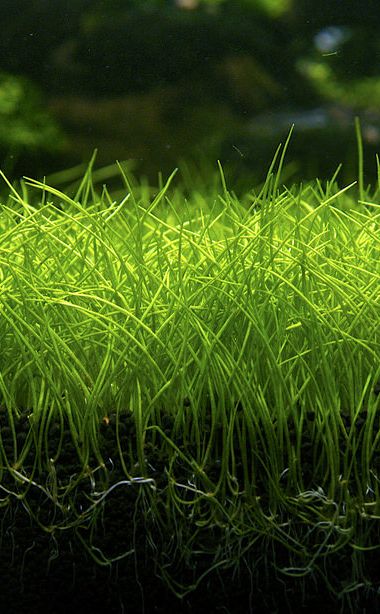Eleocharis parvula: plantas naturales para acuarios de agua fria