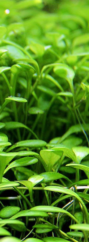 Plantas tapizantes acuario: especie Glossostigma elatinoides