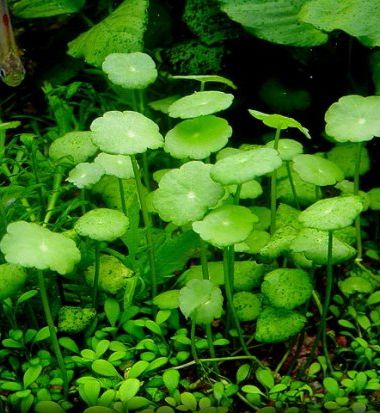 Hydrocotyle verticillata: plantas para acuario de agua fria