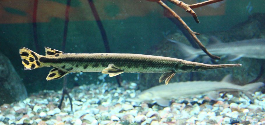 Pejelagarto o Lepisosteus osseus: tipos de peces de agua fria grandes 