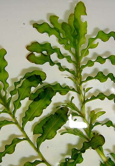 Potamogeton crispus: plantas acuaticas de agua fria