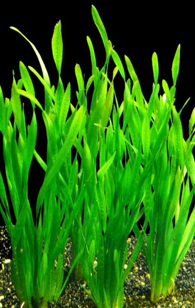 Vallisneria spiralis: plantas acuario agua fria
