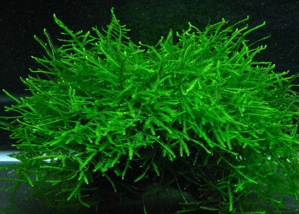 Musgo de java o Vesicularia dubyana: plantas de acuario para principiantes.
