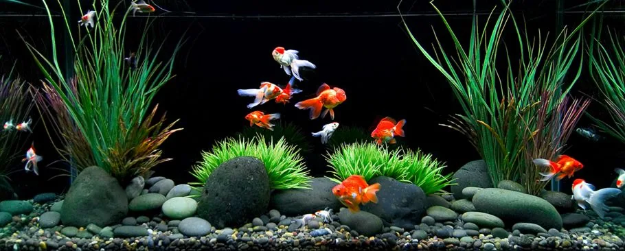 Acuario de agua fría con goldfish