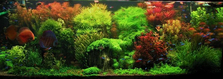 Acuario plantado con estilo holandés o neerlandés