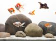Acuario peces de agua fria: tipos y como cuidarlos
