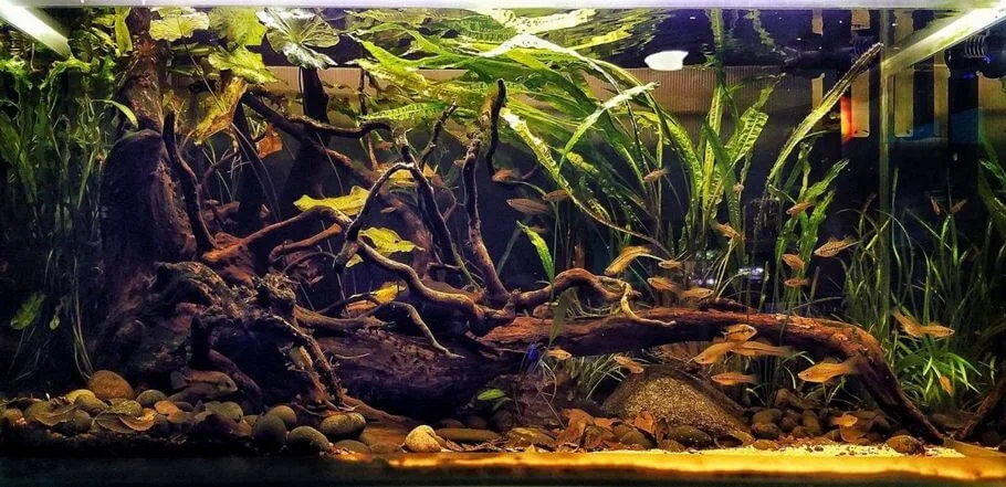 Acuario plantado estilo biotopo americano