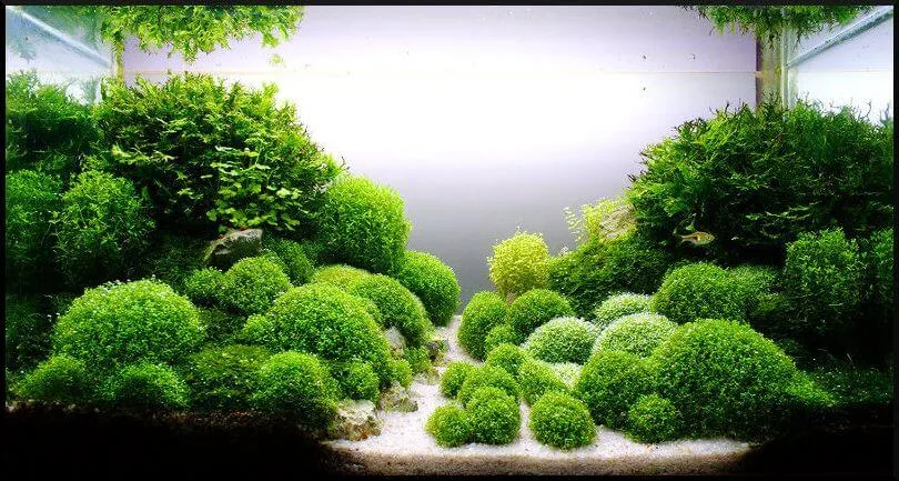 Acuario plantado con riccia fluitans