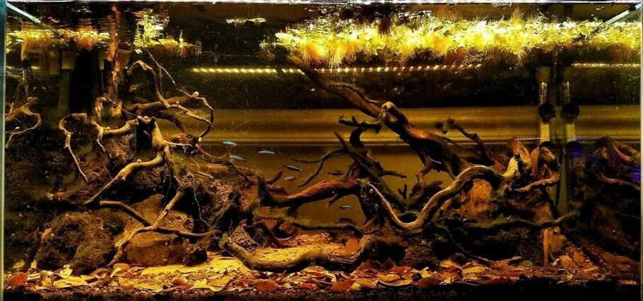 Acuario plantado estilo aguas negras.