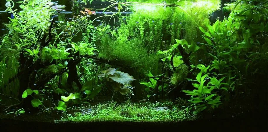 Acuario plantado estilo jungla
