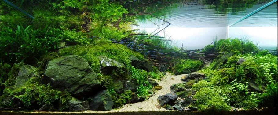 Acuario plantado al estilo paisajismo naturalista.