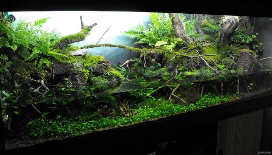 Acuario plantado estilo paludario