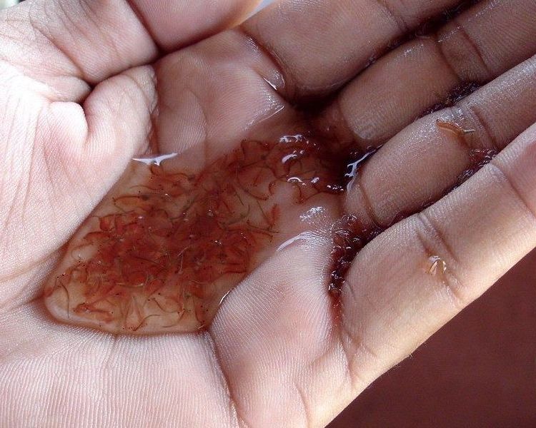 Artemia salina para guppys