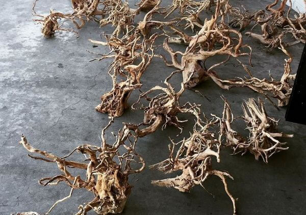 Madera de azalea driftwood o spiderwood: troncos naturales para acuarios