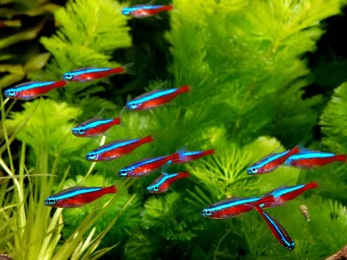 Banco de peces tetra
