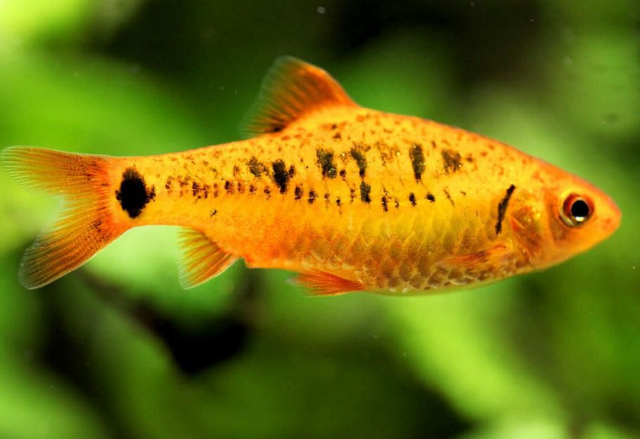 Barbo dorado o Barbodes semifasciolatus, un tipo de pez exotico de agua fria para acuario
