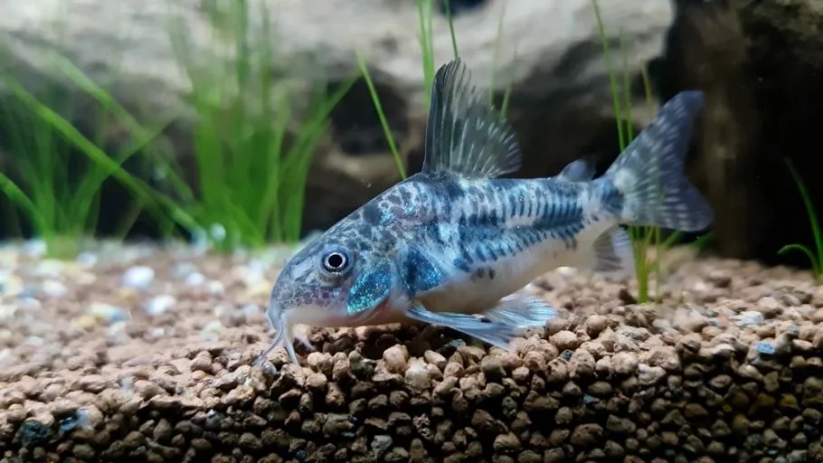 Corydora pimienta o Corydoras paleatus: pez limpiafondos agua fria