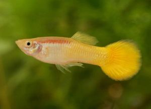 pez guppy amarillo
