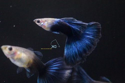 pez guppy azul mitad negro