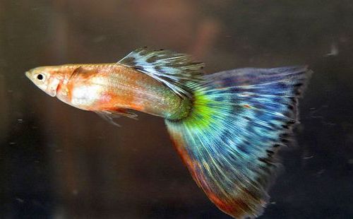 pez guppy bronce