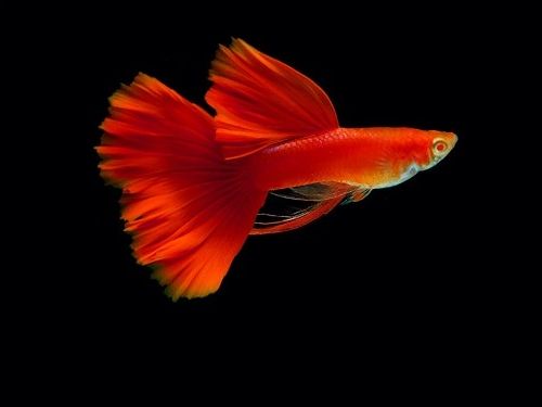 pez guppy rojo