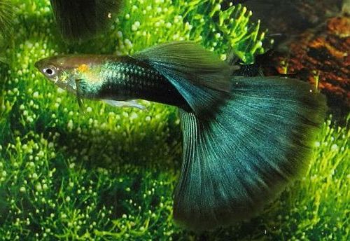 pez guppy verde mitad negro