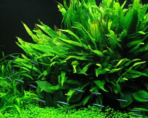 helecho de java: plantas de acuario para principiantes