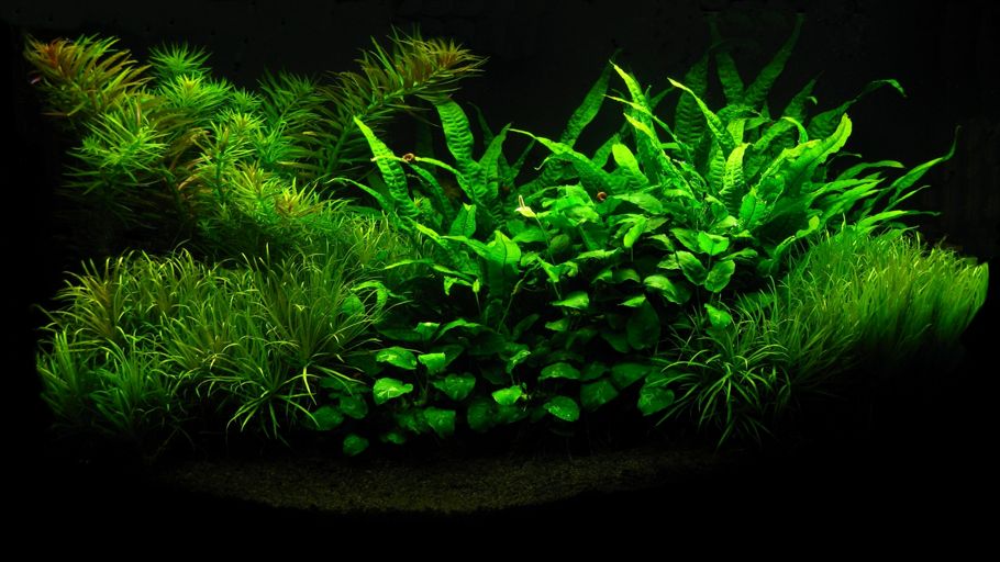 Acuario plantado con helecho de java: plantas de acuario para principiantes