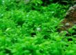 Plantas tapizantes acuario: cuba o hemianthus callitrichoides