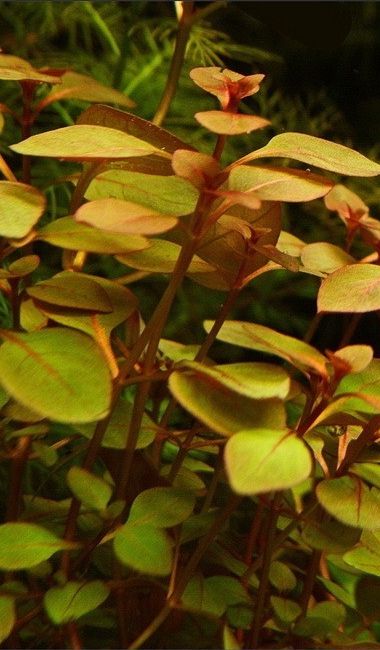 Ludwigia palustris: plantas acuario agua fria