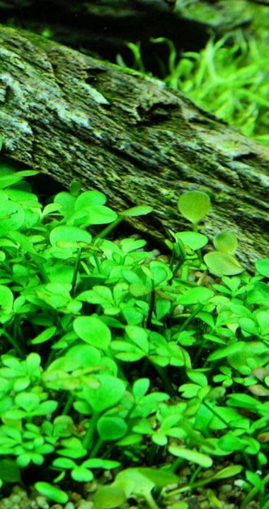 Plantas tapizantes acuario: marsilea hirsuta