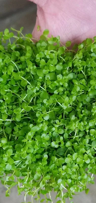 Micranthemum montecarlo, una alternativa de planta tapizante para acuario a la típica Cuba