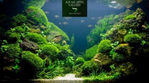 Las 7 plantas de acuario para principiantes que debes conocer.