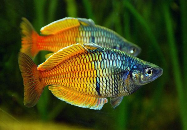 Peces compatibles con guppys: pez arcoiris