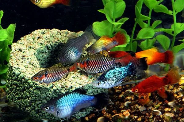 Peces compatibles con guppys: los platys
