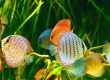 Discos: peces de agua dulce para acuario más populares.