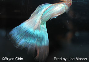 pez guppy albino azul