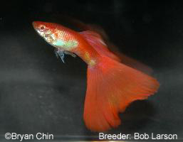pez guppy albino rojo